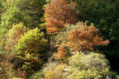 Inicio del otoño en el bosque en Moal (Cangas del Narcea)