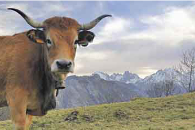 Vaca asturiana de la montaña; al fondo el picu Urriellu