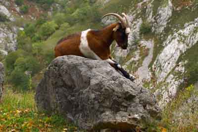 Cabra descansando en una roca, en Camarmeña