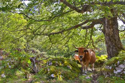 Vaca casina en Brañagallones