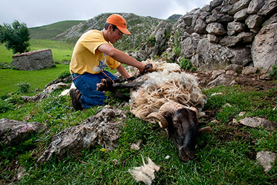 Un pastor esquila a una cabra en Picos de Europa